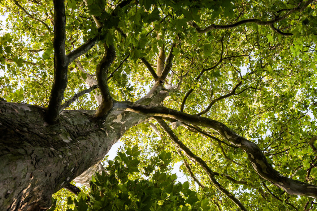 View up through the crown of a London planetree