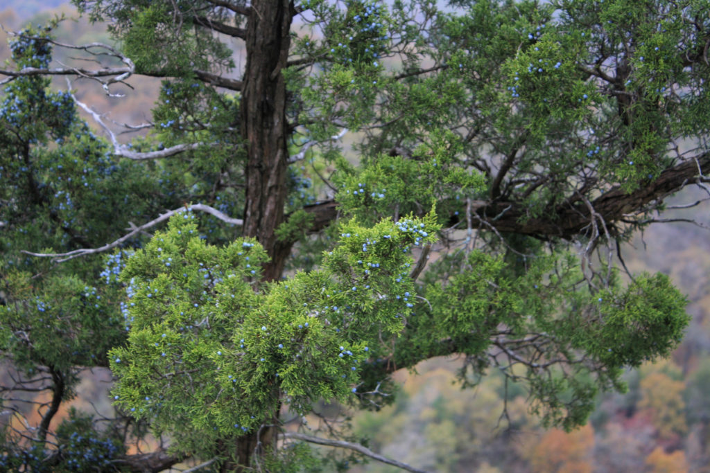 eastern redcedar tree with berries