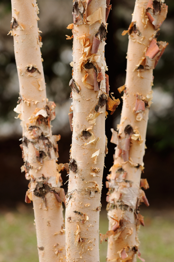 Media Name: iStock_9017841Small_RiverBirch.jpg