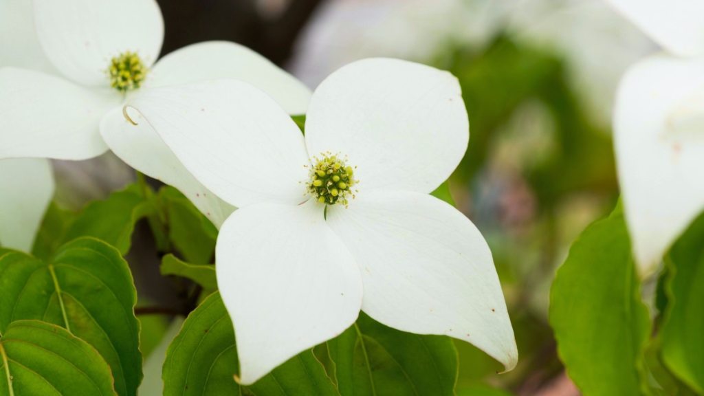 Media Name: kousa-dogwood-iStock-807958668-1024x576.jpg