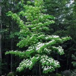 Media Name: kousa-dogwood_1-150x150.jpg