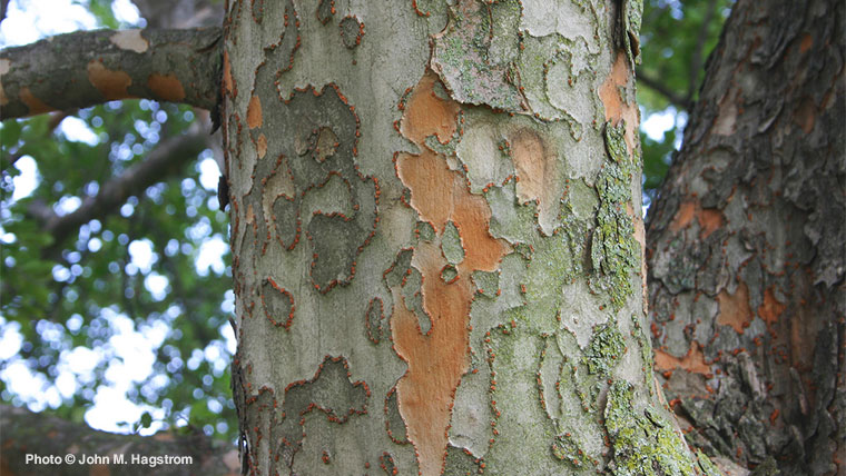 Media Name: lacebark-elm-trunk.jpg