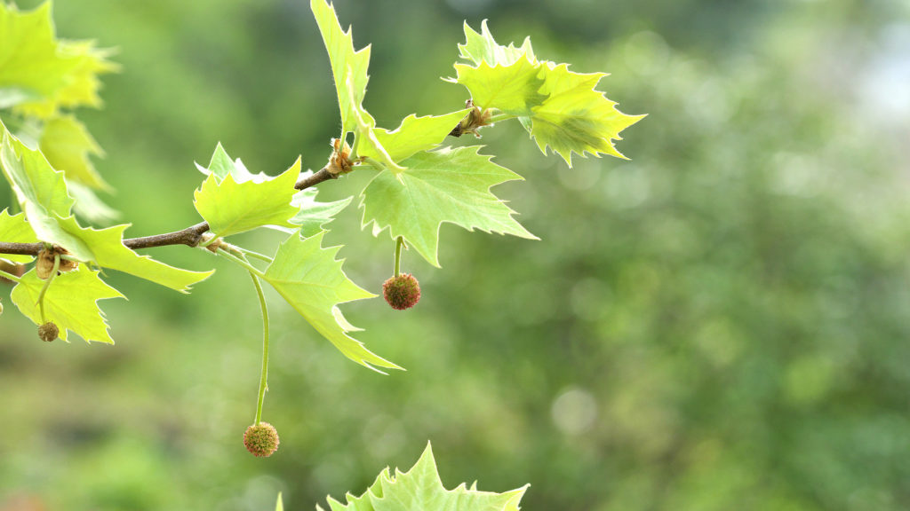 branch of London planetree with leaves and seed pods