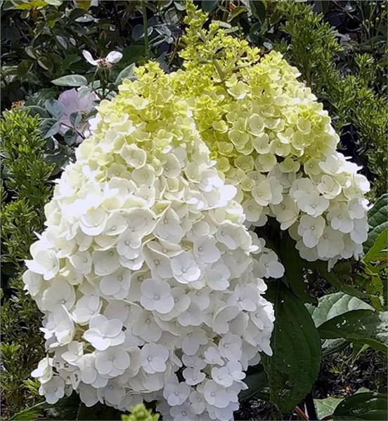 Media Name: moonrock-hydrangea.jpg