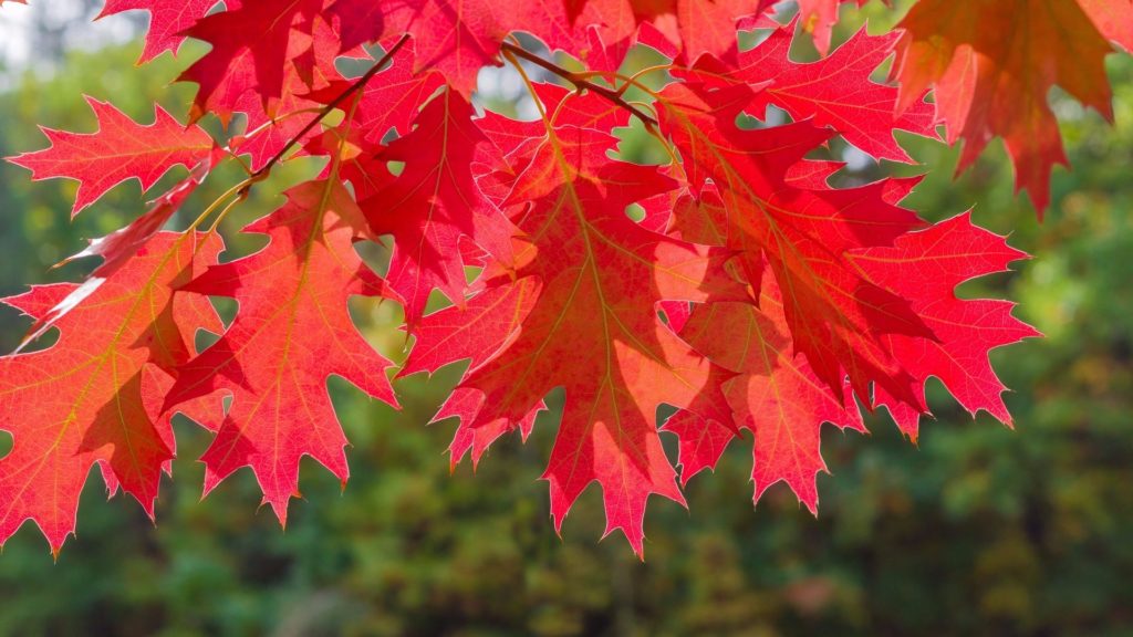 northern red oak leave showing their vibrant red fall color