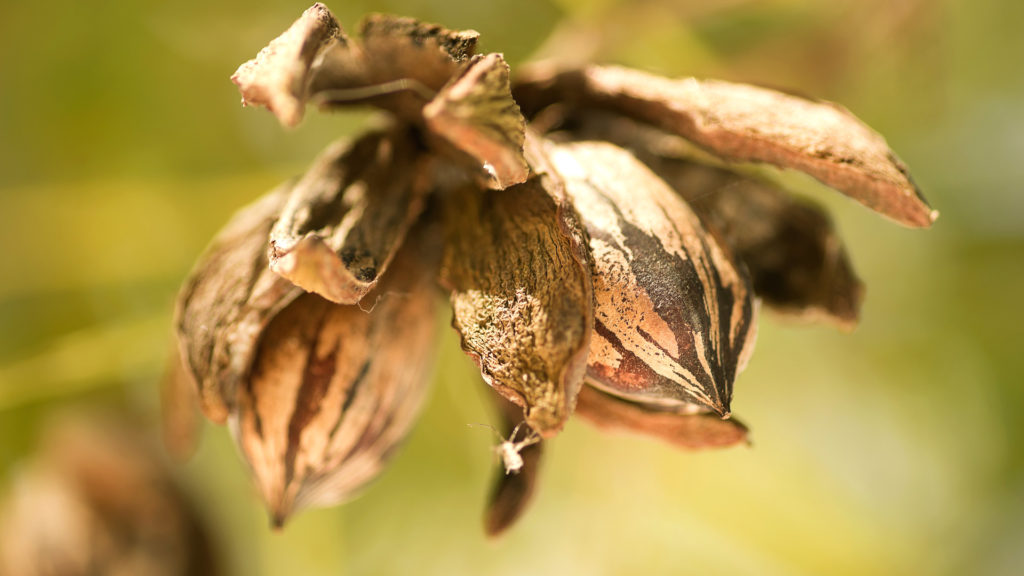 Media Name: pecan-tree-1024x576.jpg