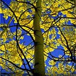 Media Name: quaking-aspen-thumb.jpg