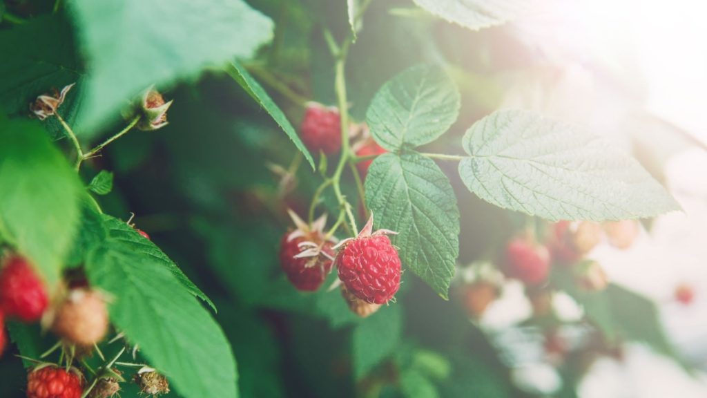 raspberry shrub