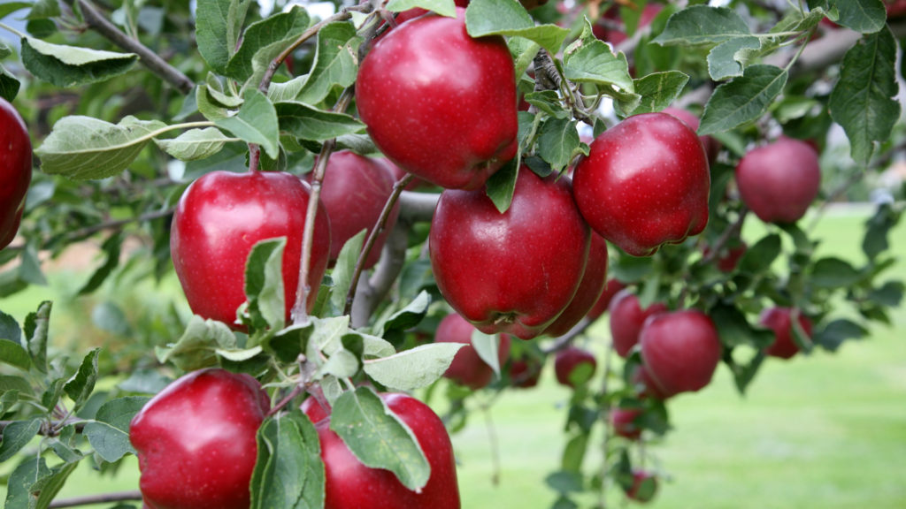 Media Name: red-delicious-apple-1024x576.jpg