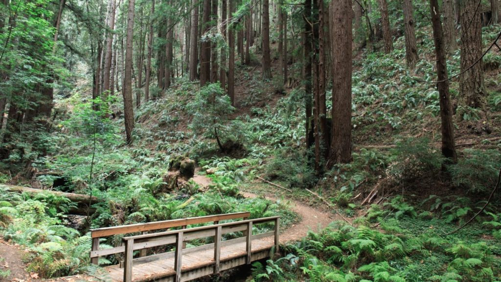 Media Name: redwood-forest-trail-iStock-849465706-1024x576.jpg