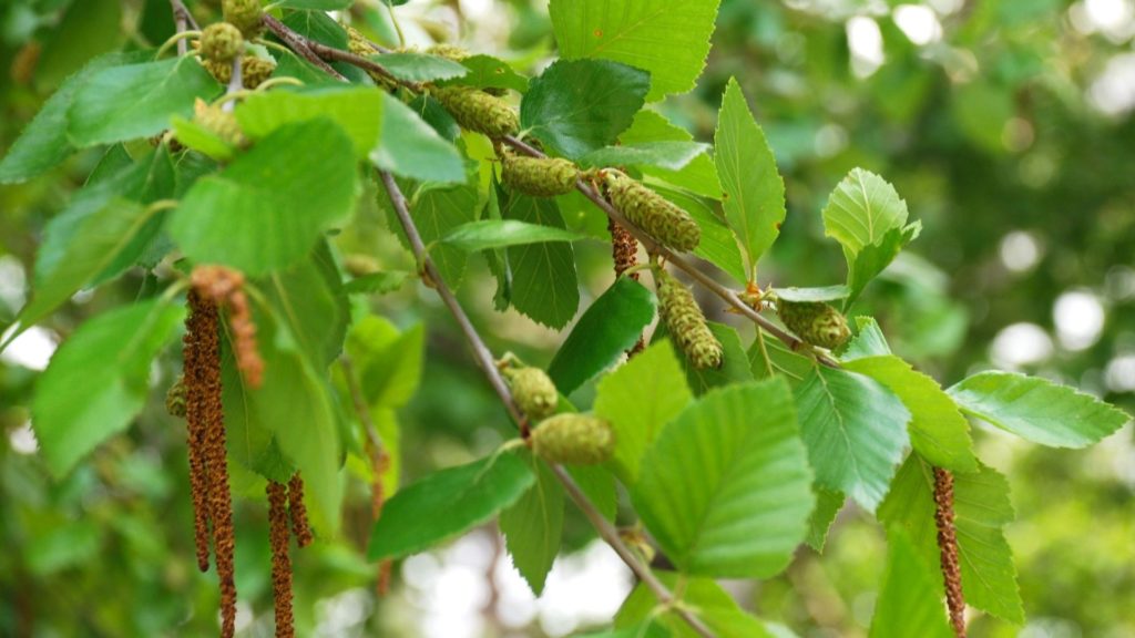 Media Name: river-birch-catkins_KH-1024x576.jpg