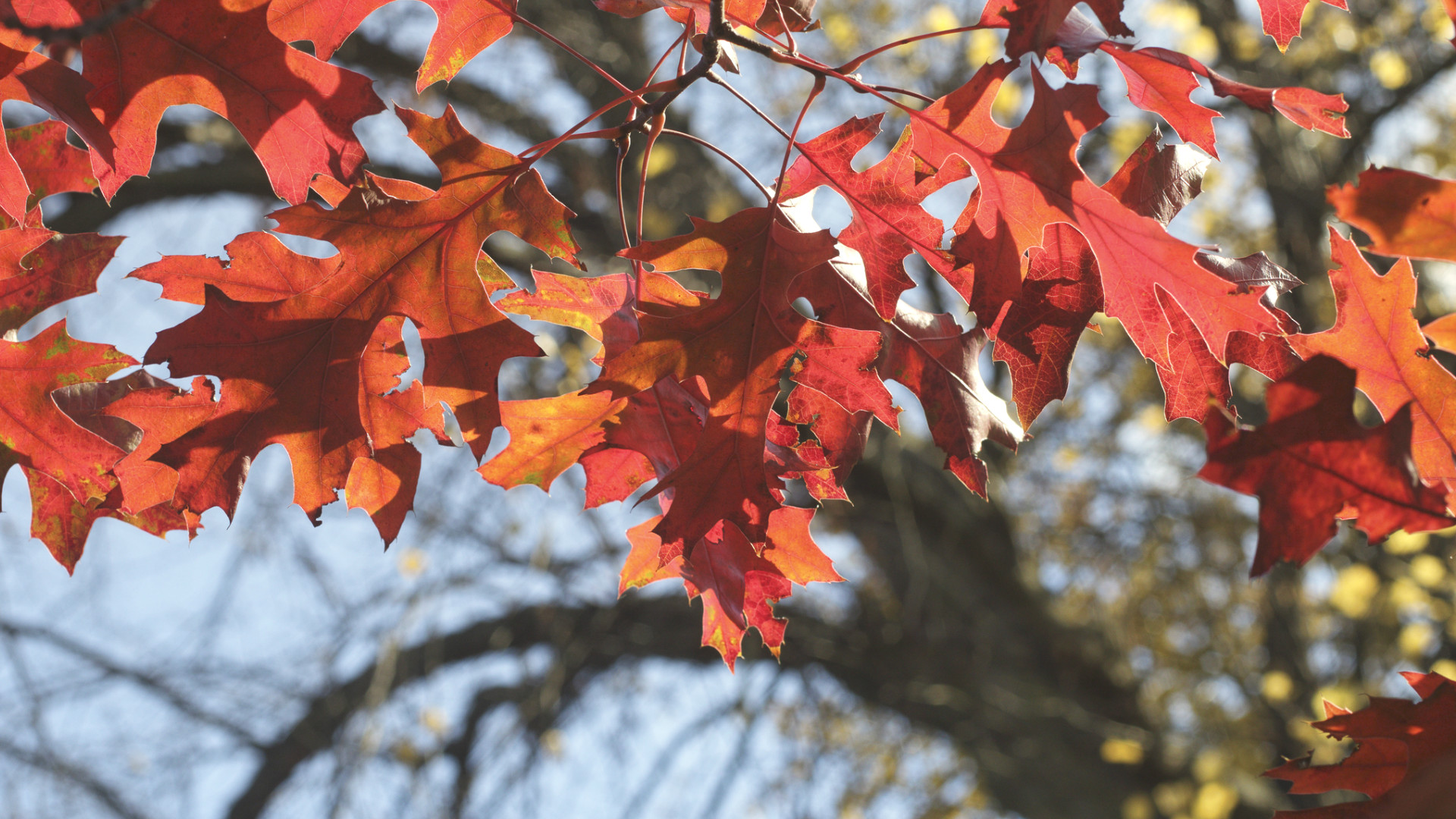 Media Name: scarlet-oak-iStock-665765288.jpg