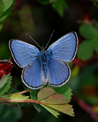 silvery blue