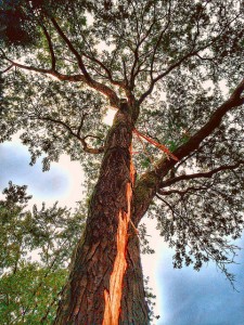 tree lightning far away