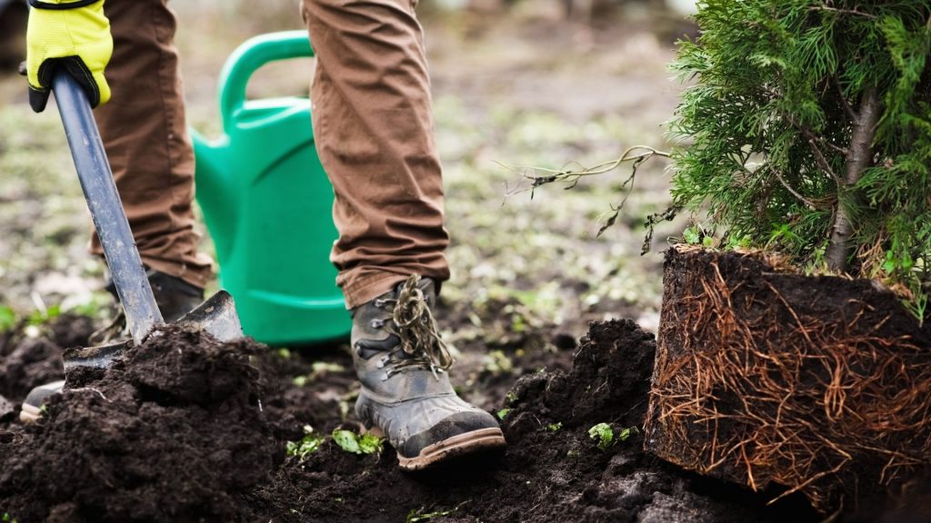 Media Name: tree-planting-hole-iStock-1127546478-1024x576.jpg