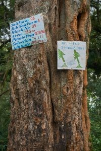 Media Name: tree-signs-ethiopia.jpg