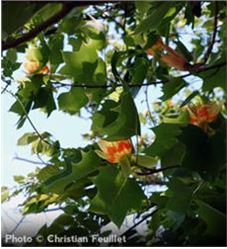 tuliptree