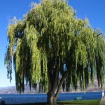 Media Name: weeping-willow_1-150x150.jpg