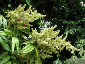 western soap berry