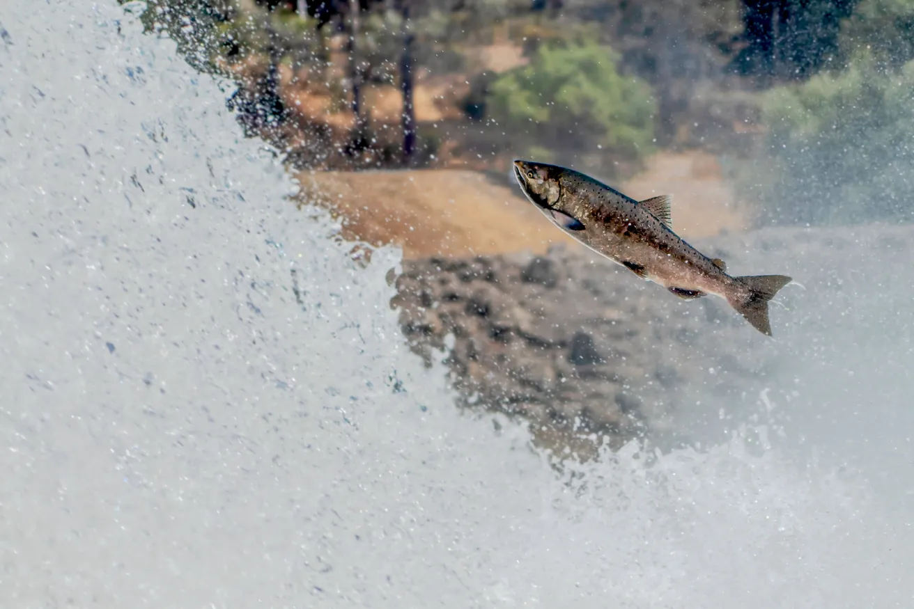 fish jumping out of water