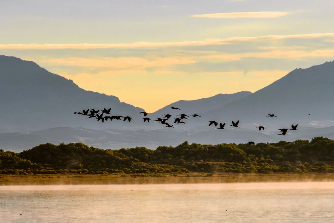 group of birds flying over water