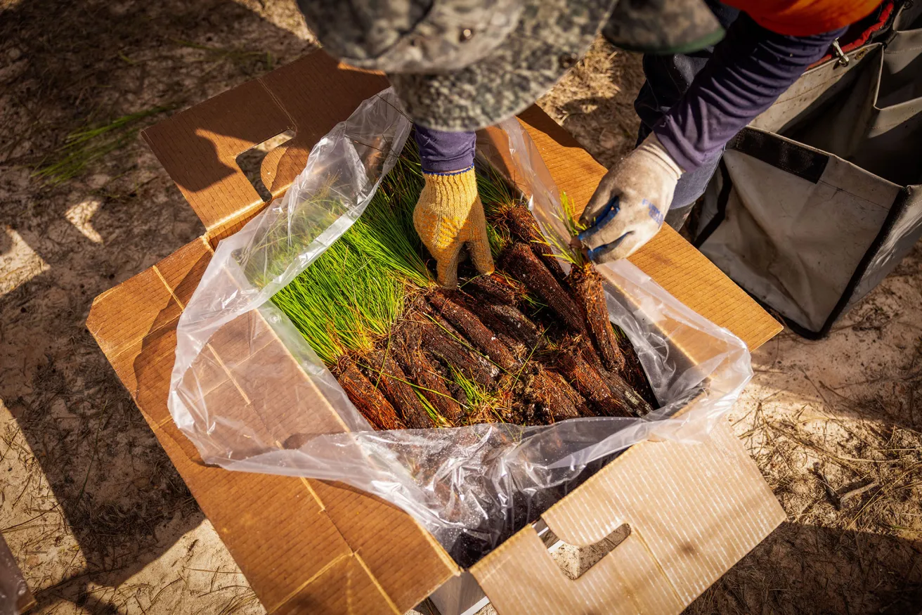 tree seedlings in a box