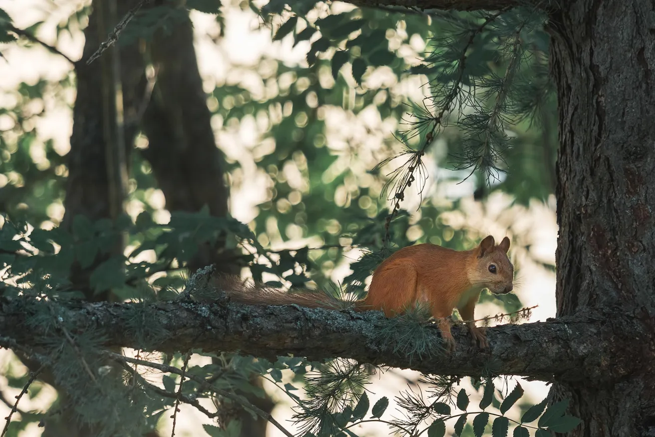 squirrel on a branch