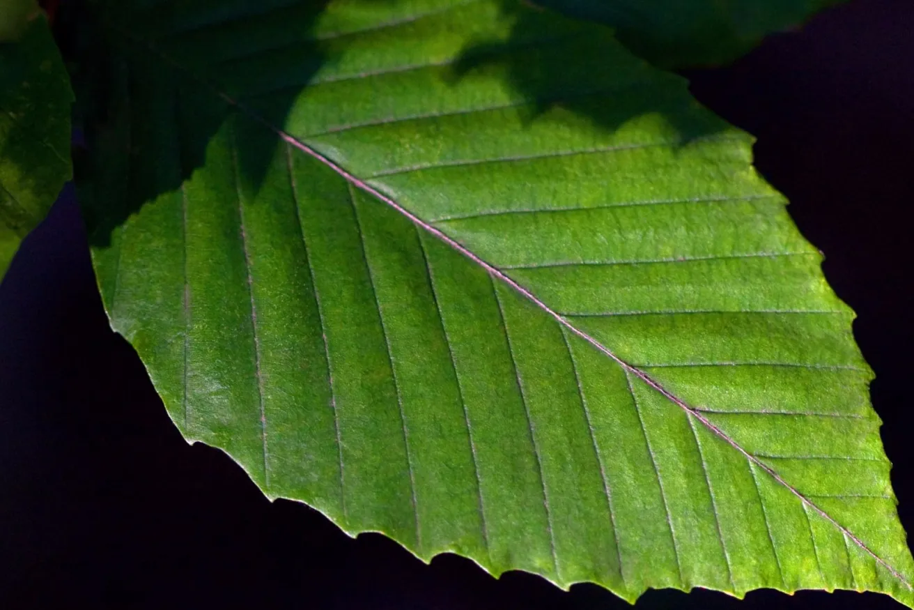 Media Name: American-Beech-iStock-153722408.jpg