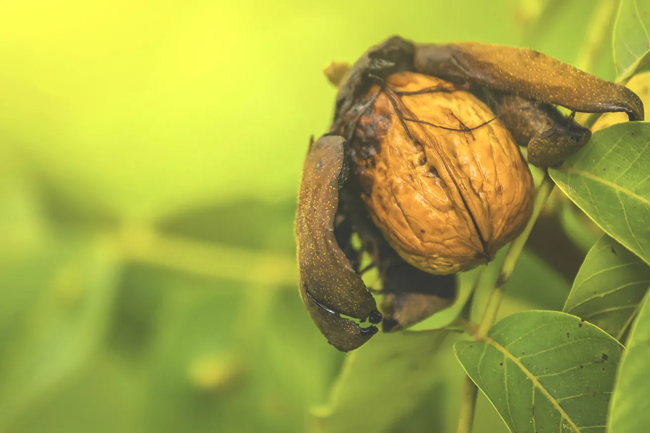 Media Name: Carpathian-English-Walnut.jpg