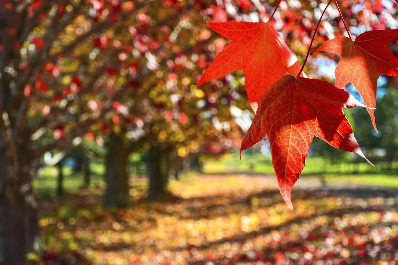 Media Name: Fall-Paper-Trees.jpg