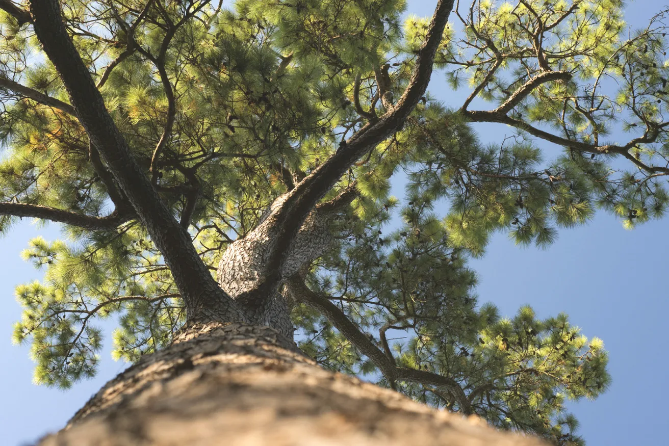 Media Name: Loblolly-pine.jpg