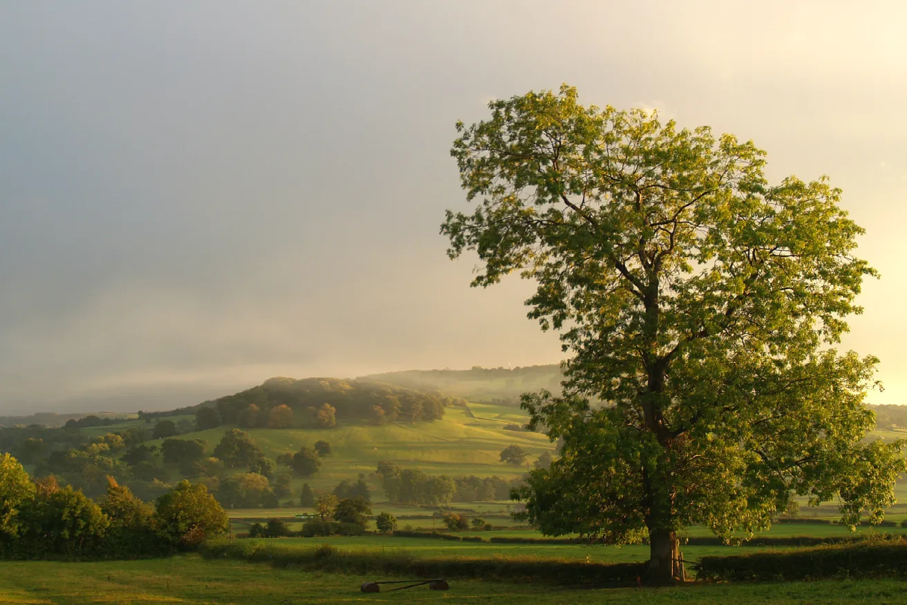 Media Name: ash-tree.jpg