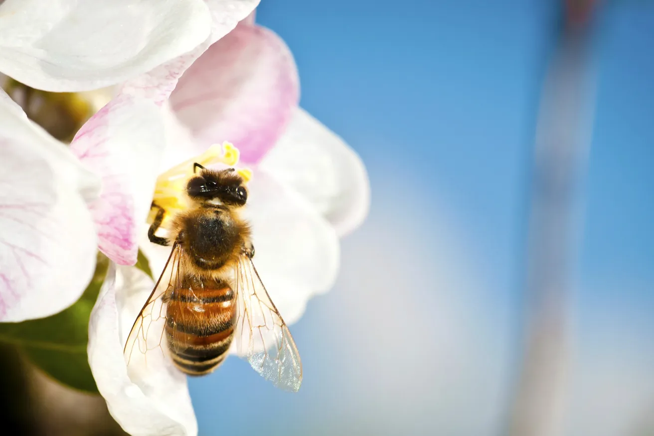 Media Name: bee-on-peach-tree.jpg