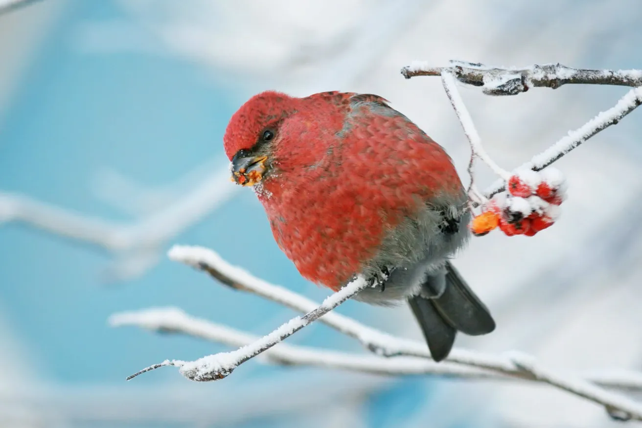 Media Name: bird-snow-branches.jpg