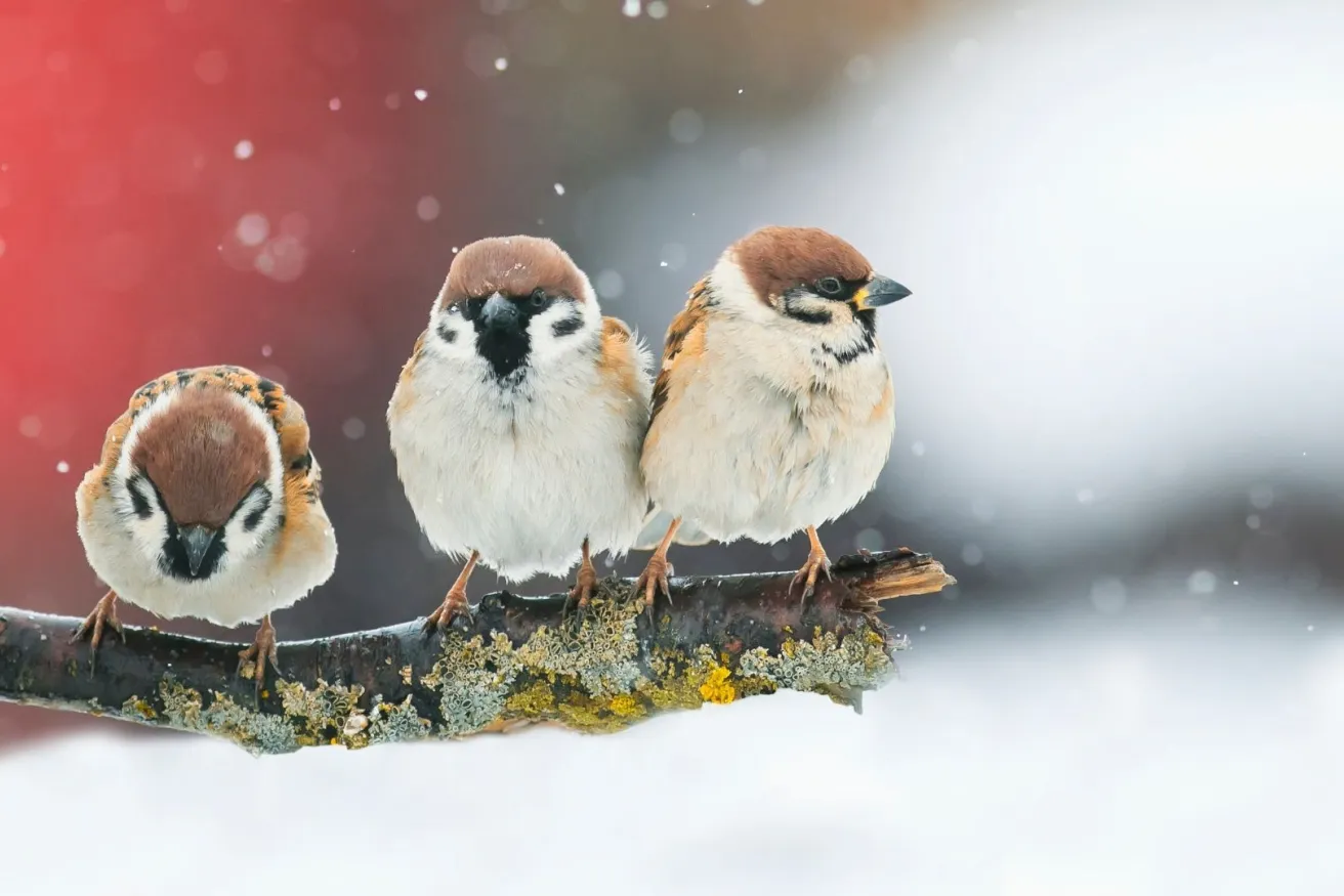 Media Name: birds-on-branch-iStock-645808138.jpg