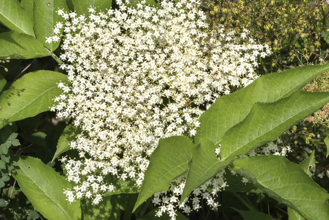 Media Name: blackhaw-viburnum.jpg