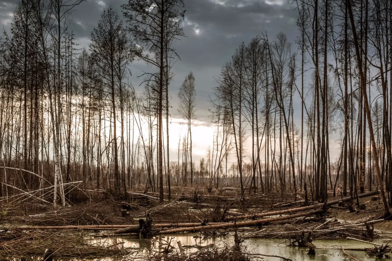 Media Name: charred-forest-iStock-175186334.jpg