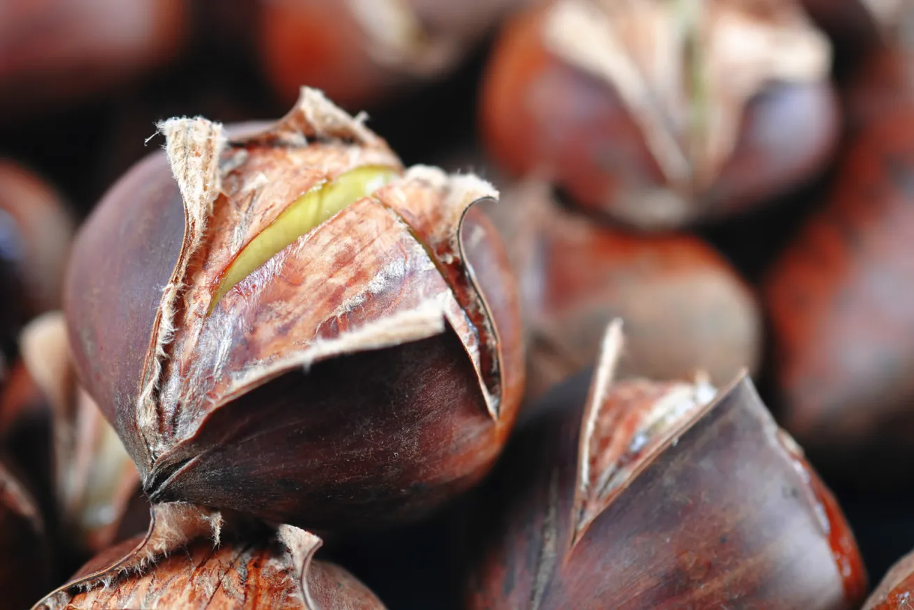 Media Name: chinese-chestnut.jpg