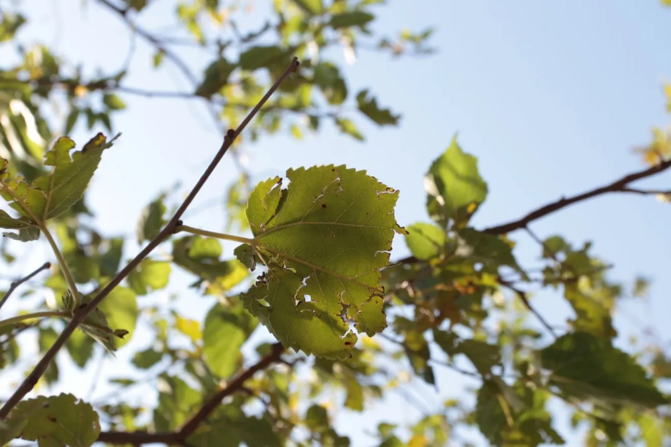 Media Name: defoliated-leaf-iStock-889654334.jpg