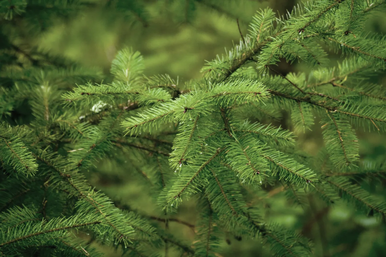 Media Name: douglasfir.jpg