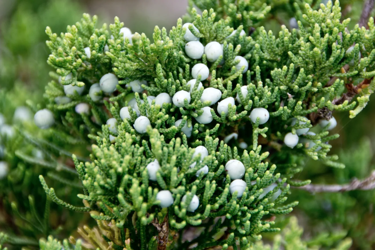 Media Name: eastern-redcedar.jpg