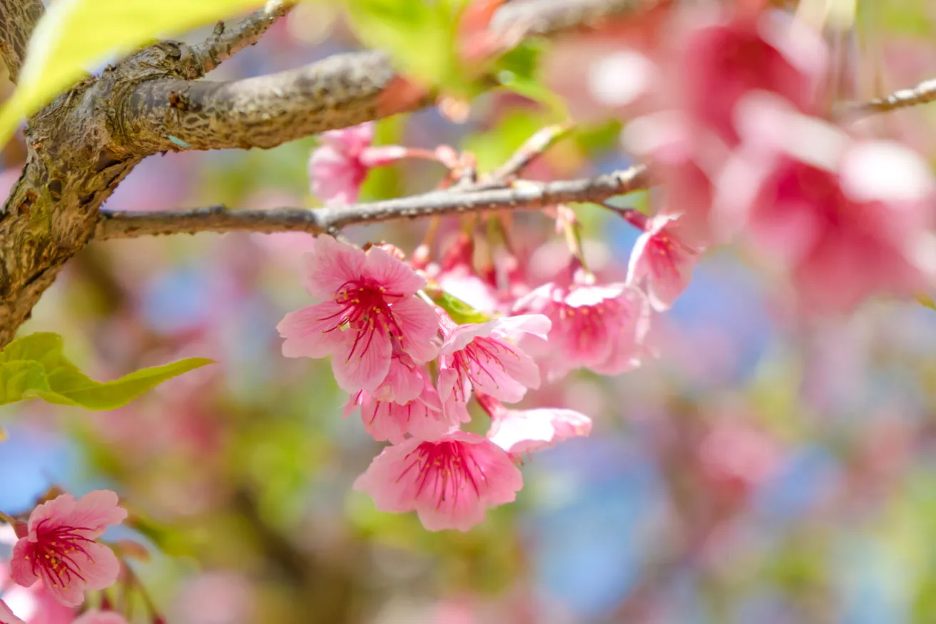 Media Name: flowering-tree-iStock-646742084.jpg