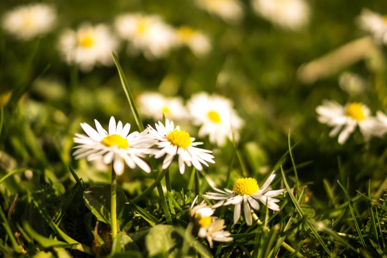 Media Name: flowers-summer-grass-meadow.jpg