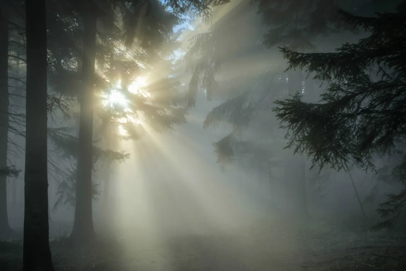 Media Name: foggy-forest.jpg