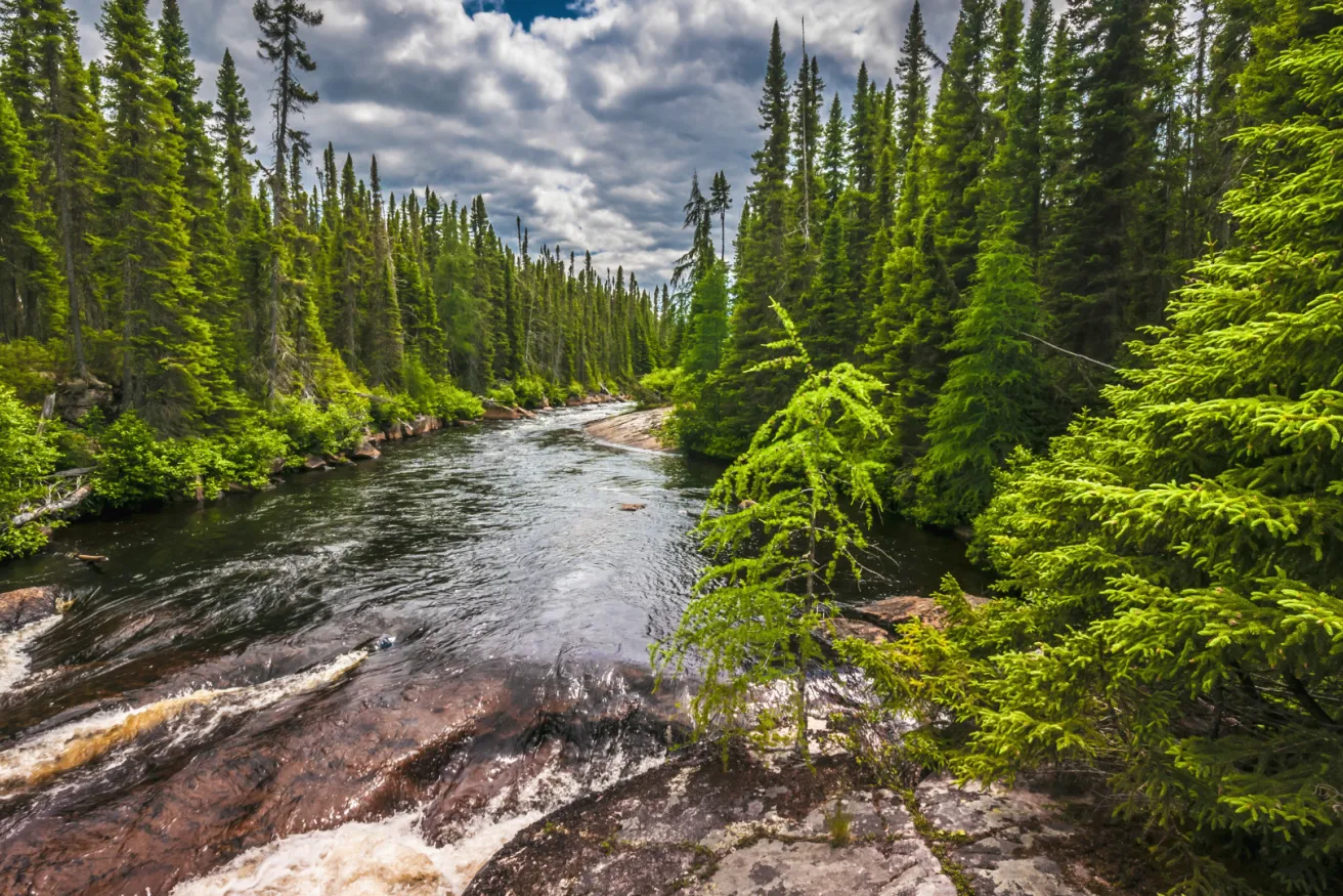 Media Name: forest-evergreen-stream.jpg