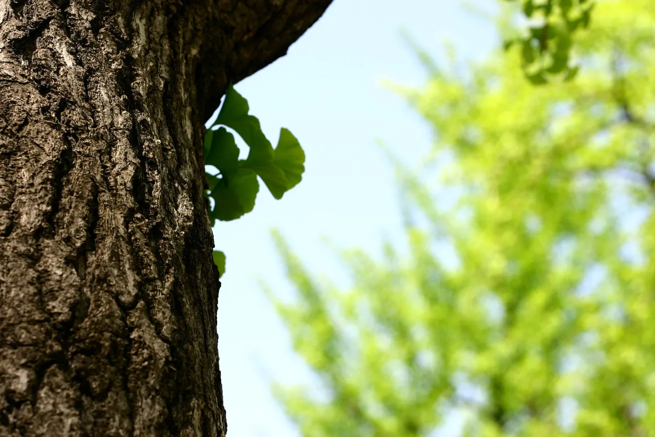 Media Name: gingko-tree-1-1.jpg