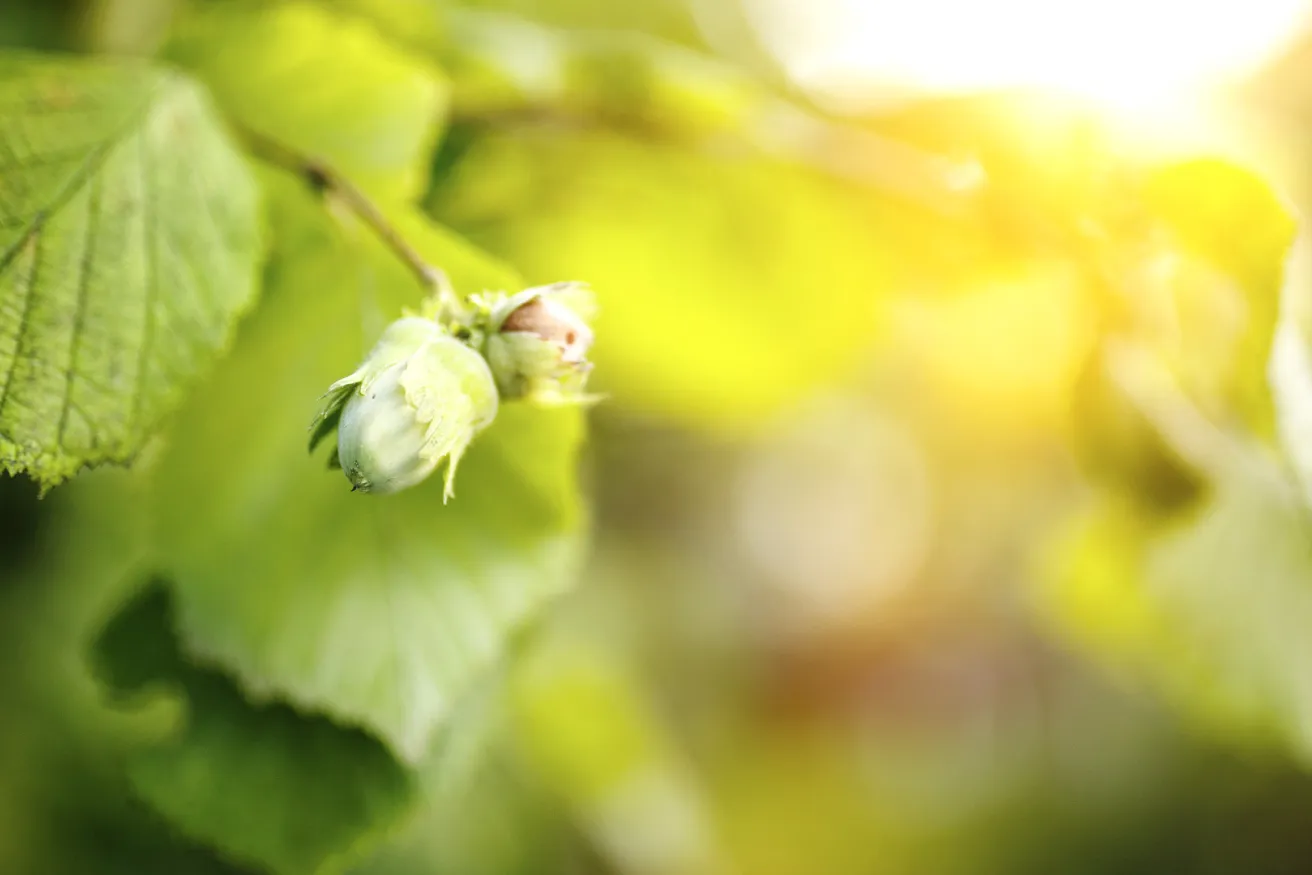 Media Name: hazelnut-bud-tree.jpg