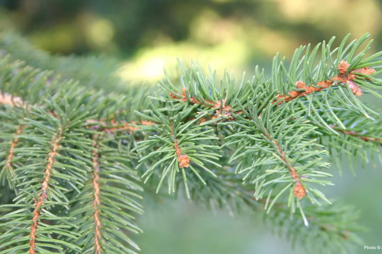 Media Name: hero-norway-spruce.jpg