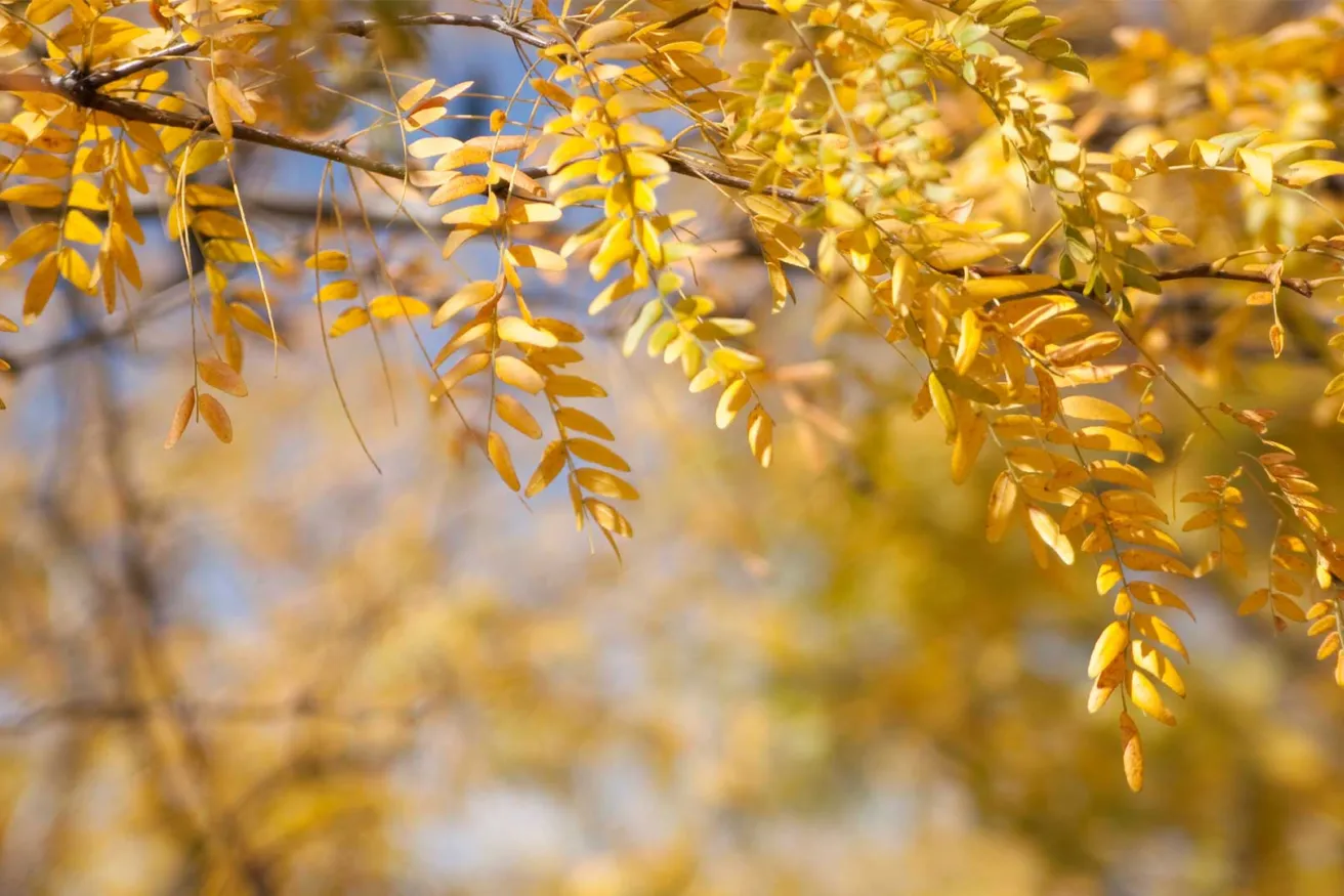 Media Name: honeylocust-yellow.jpg