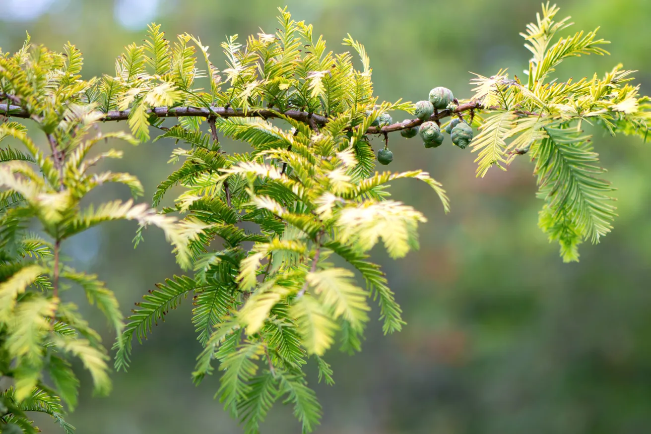 Media Name: iStock-598800968-Dawn-Redwood.jpg